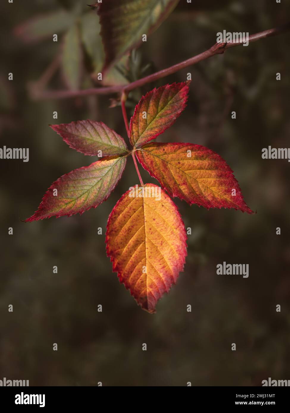 Macro photographie des feuilles d'automne dorées d'un rosier isolé sur un fond naturel flou. Photographie rapprochée aux couleurs éclatantes de l'automne Banque D'Images Macro photographie des feuilles d'automne dorées d'un rosier isolé sur un fond naturel flou. Photographie rapprochée aux couleurs éclatantes de l'automne Banque D'Images