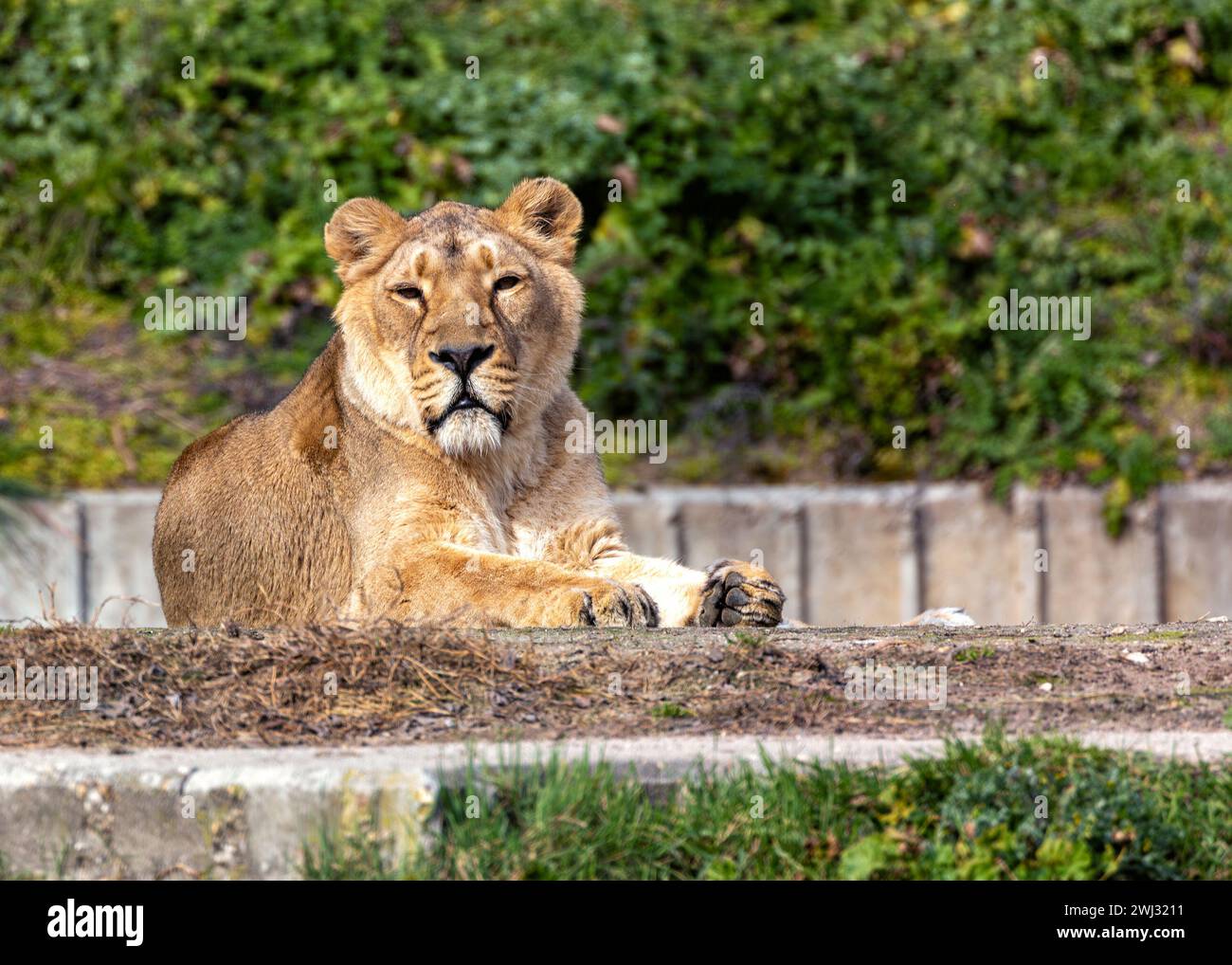 Le lion asiatique femelle, trouvé dans l'état du Gujarat, en Inde, est un carnivore majestueux connu pour sa force et sa beauté, représentant un symbole d'escroc Banque D'Images