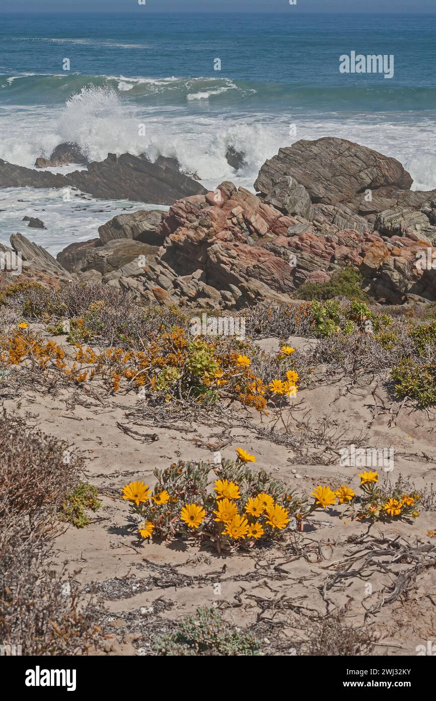 Fleurs sauvages de Namaqua 12281 Banque D'Images