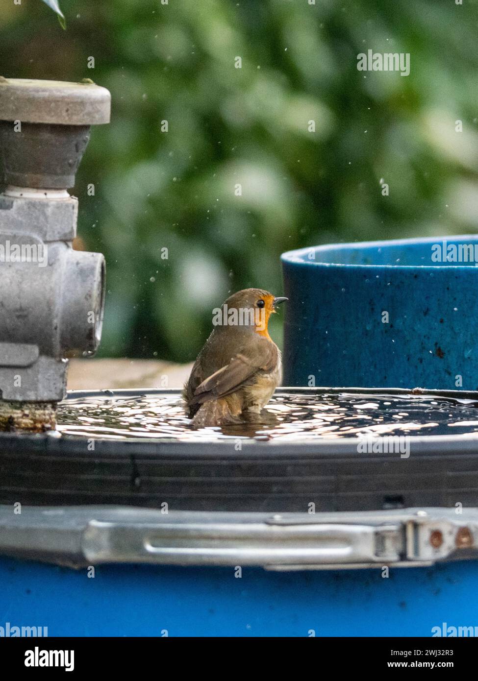 Un Robin européen prenant un bain Banque D'Images