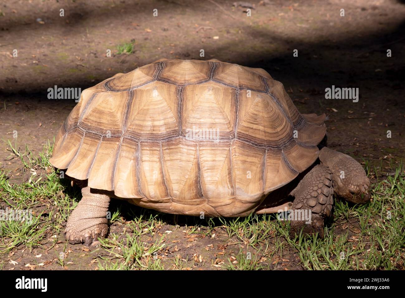 Les tortues Aldabras sont l'une des plus grandes tortues terrestres du monde Banque D'Images