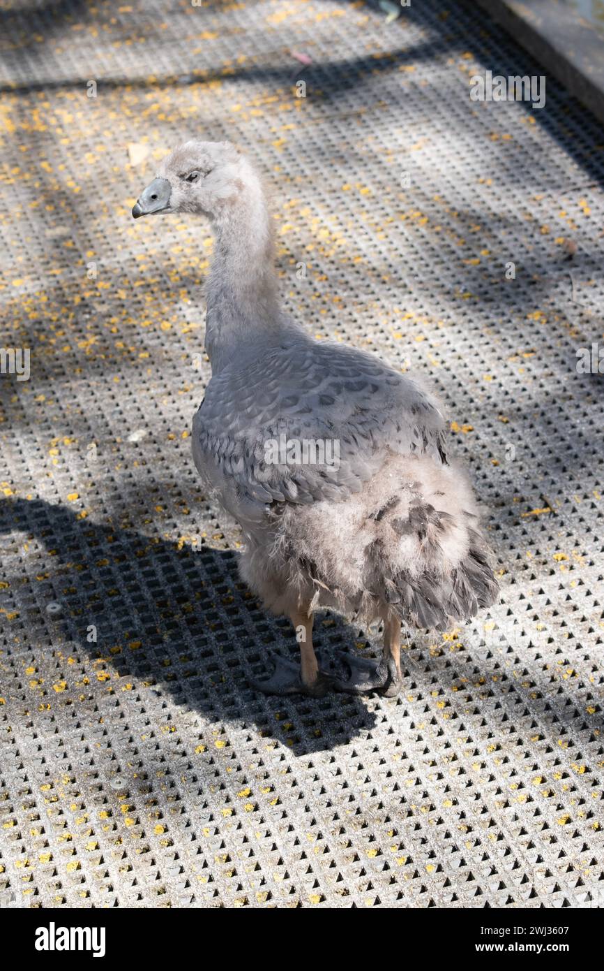 magpie goose, magpie gosling, gosling, gris, bec, bill, oiseau, plume, plumage, pie, queue, faune, aile, oie, tête grise, col gris, bod blanc Banque D'Images