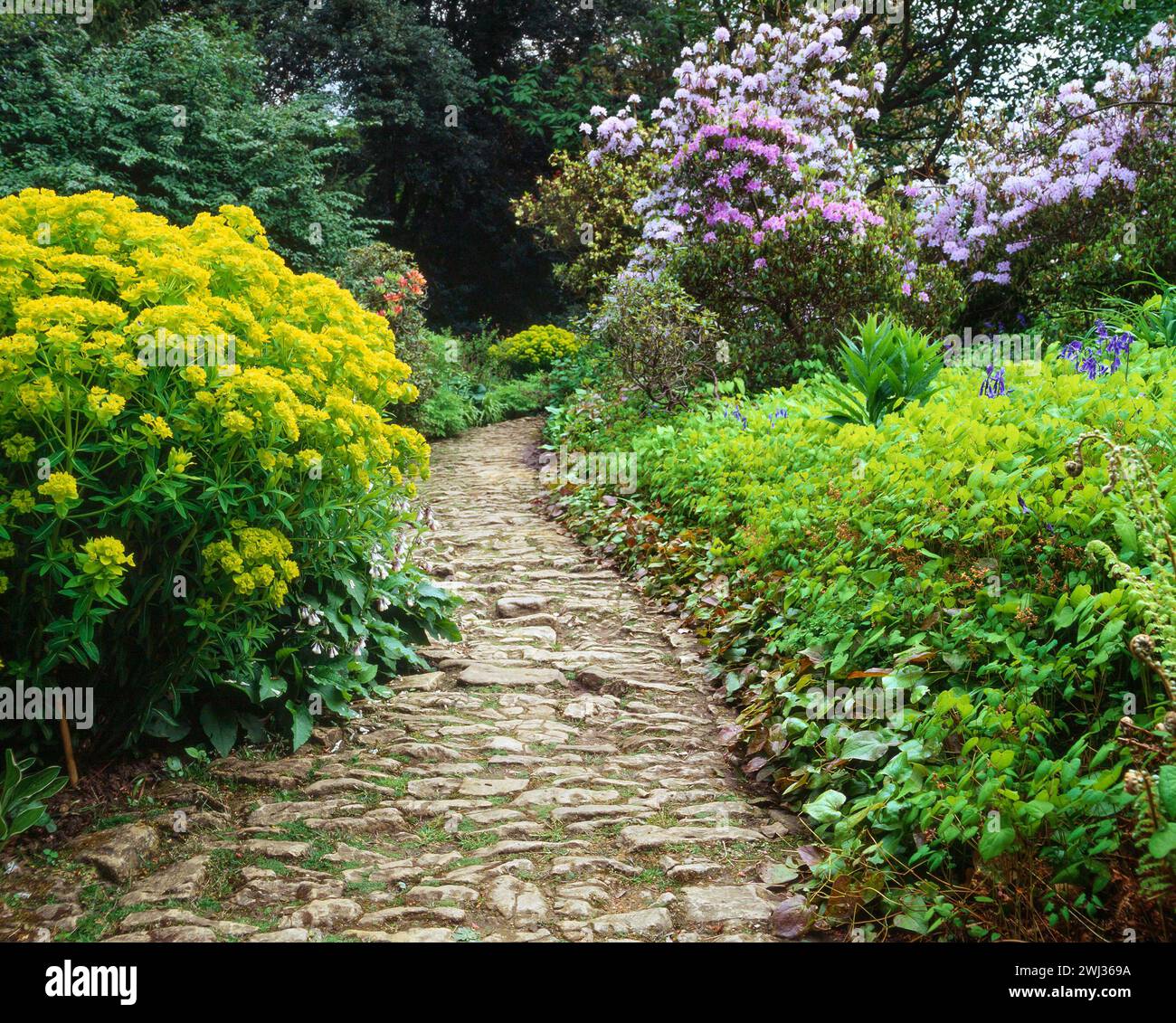 Joli chemin de jardin rustique, en pierre, entre les arbustes fleuris dans les jardins Hidcote dans les années 1990, Angleterre, Royaume-Uni Banque D'Images