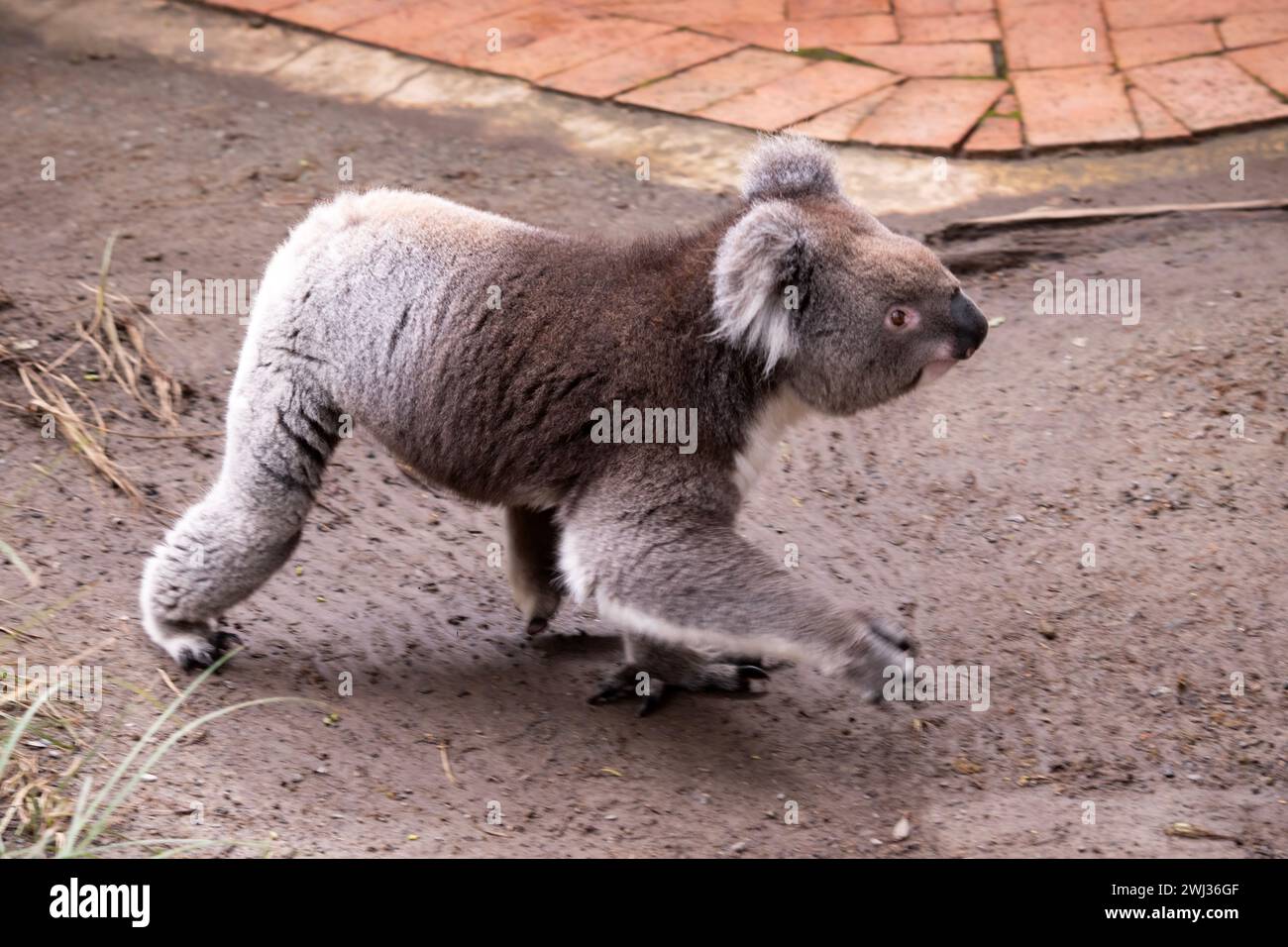 Le Koala a une grande tête ronde, de grandes oreilles de fourrure et un gros nez noir. Leur fourrure est habituellement de couleur gris-brun avec la fourrure blanche sur la poitrine, les bras intérieurs, Banque D'Images