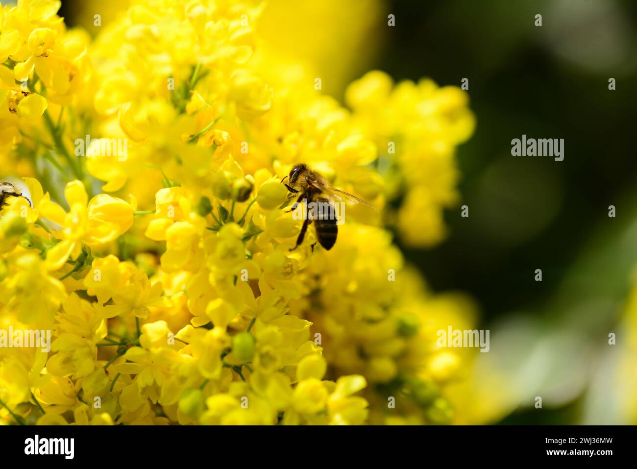 Belle Mahonia jaune fleuri avec abeille, au printemps. Banque D'Images