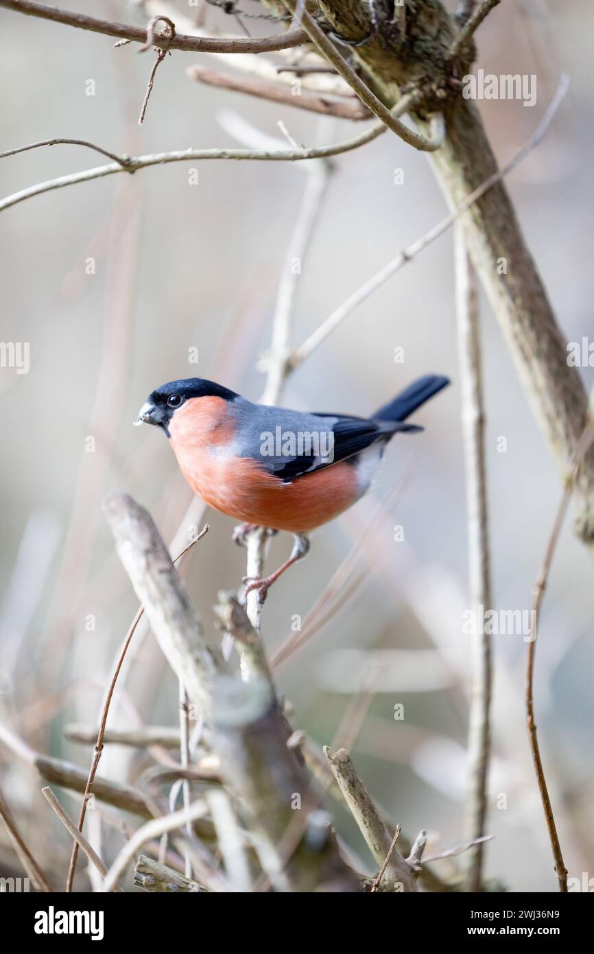 Bullfinch eurasien mâle adulte (Pyrrhula pyrrhula) perché sur une branche en hiver. Yorkshire, Royaume-Uni en février Banque D'Images