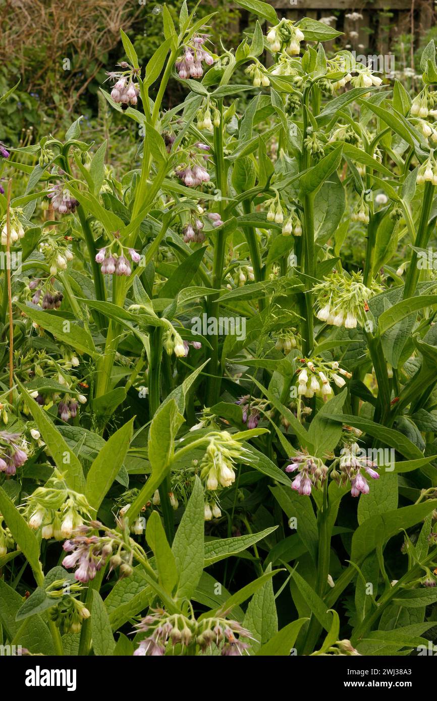 Symphytum officinale «Comfrey commun» Banque D'Images