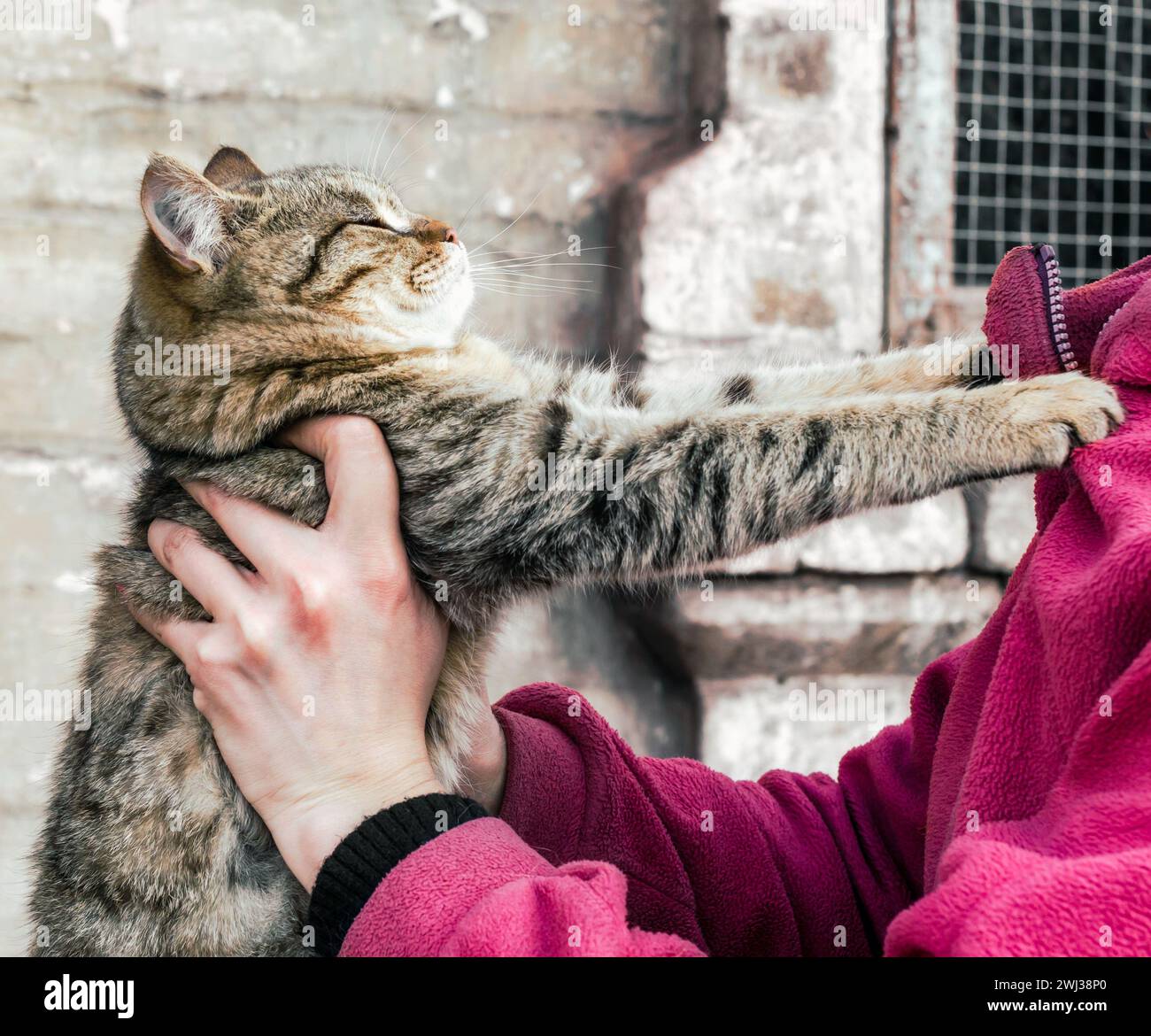 Chat tabby écarté griffé à une femme dans une veste polaire rose Banque D'Images Chat tabby écarté griffé à une femme dans une veste polaire rose Banque D'Images