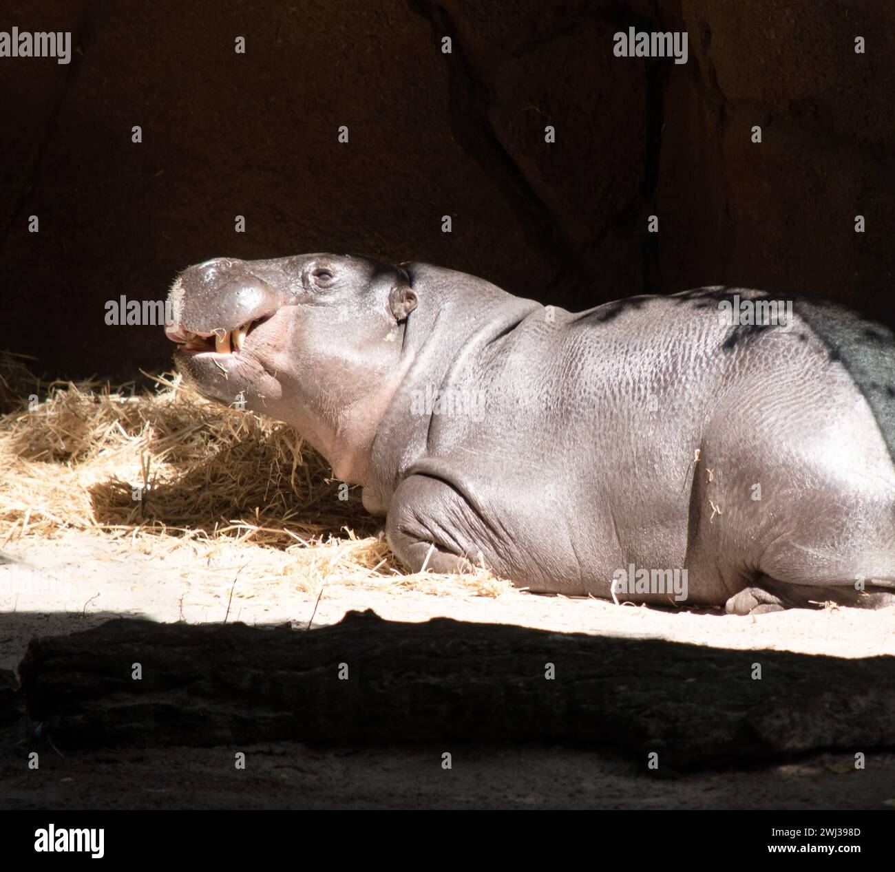 Les hippopotames pygmées sont de grands mammifères semi-aquatiques, avec un grand corps en forme de tonneau, de courtes pattes, une queue courte et une énorme tête Banque D'Images