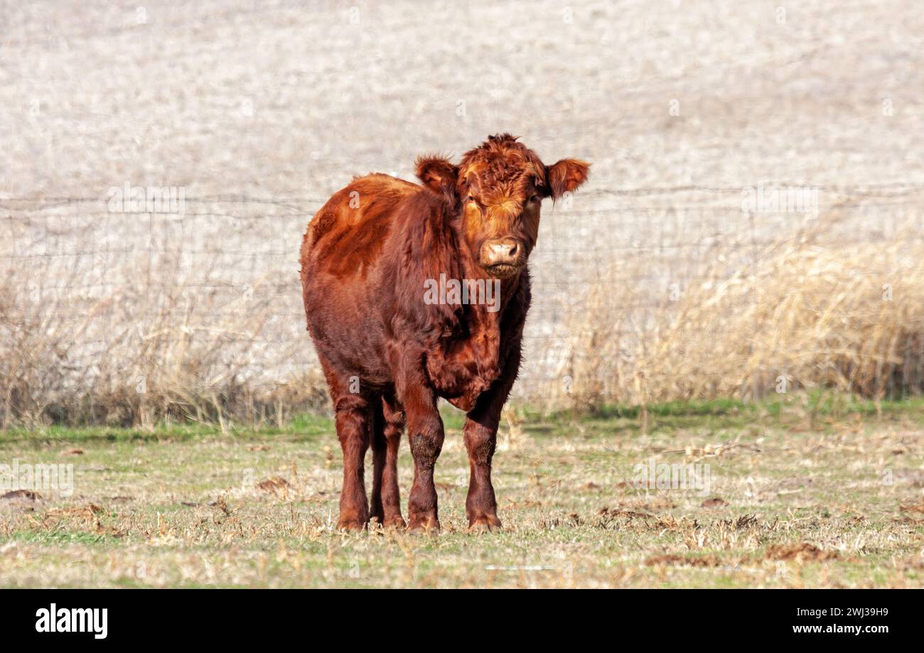 Un angus rouge se tient dans un pâturage regardant directement la caméra. Banque D'Images