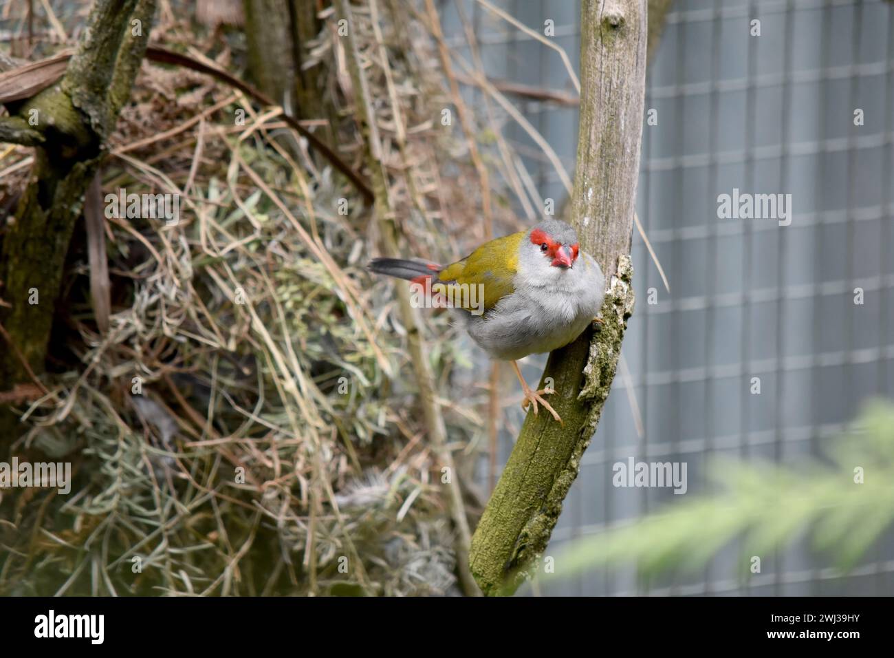 Le Finch roulé rouge est plus facilement reconnaissable par son sourcil, sa croupe et son bec rouge vif, sur un oiseau par ailleurs vert et gris. Banque D'Images