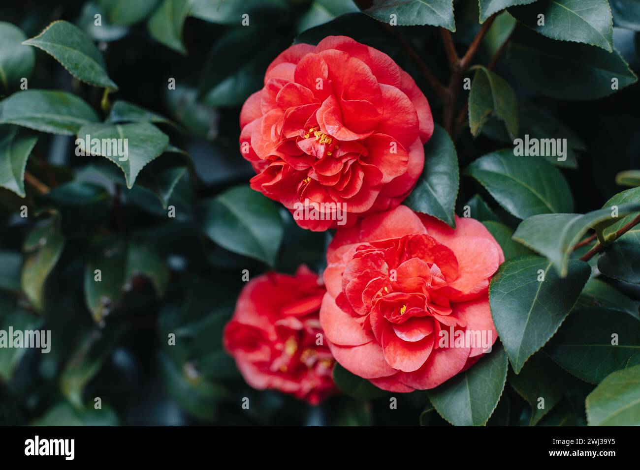 De belles fleurs de Camellia rose dans un jardin. Mise au point sélective. Banque D'Images