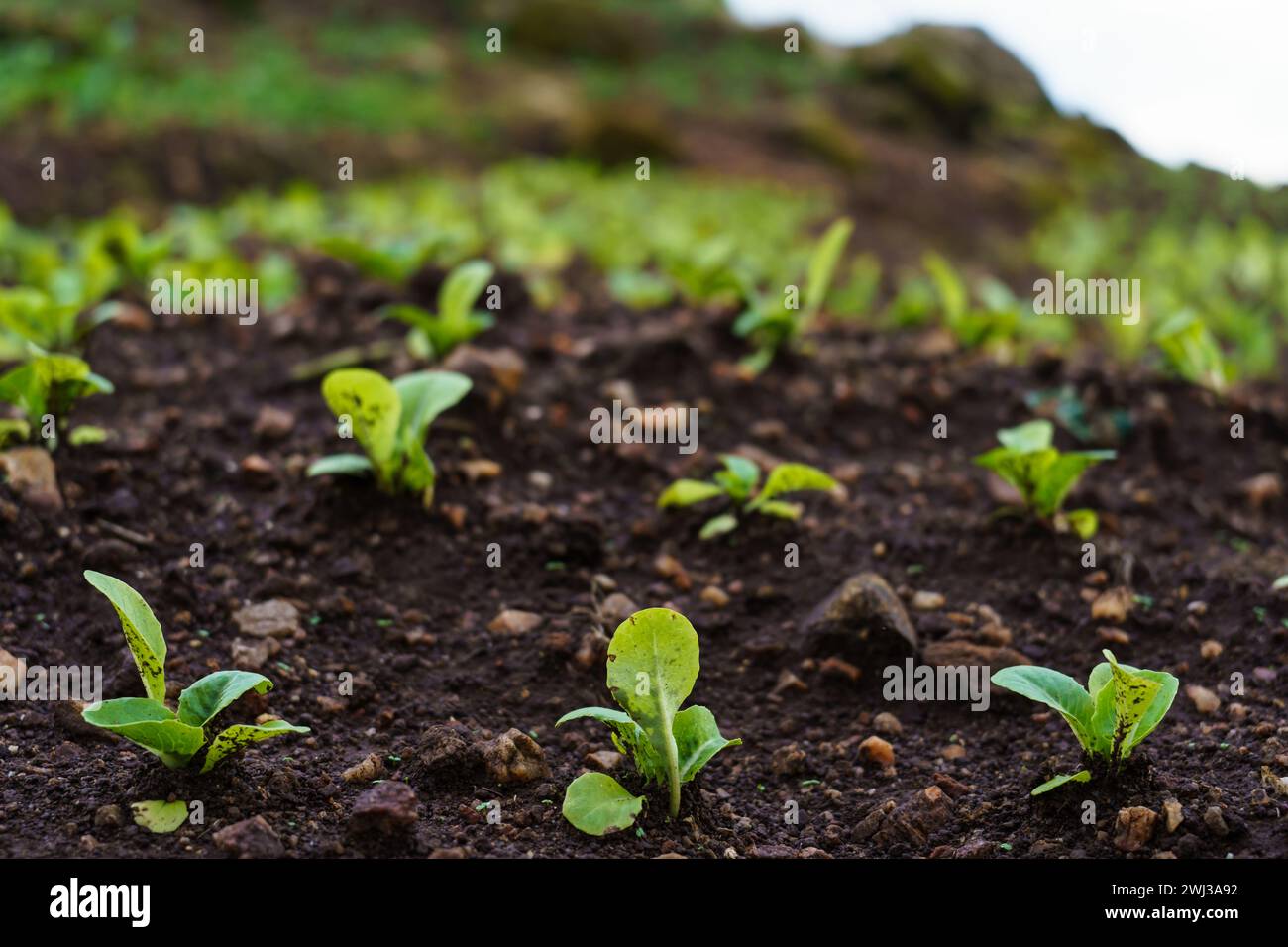 Laitues biologiques YoungÂ plantées plante poussant sur le sol. ECO Earth Day Banque D'Images