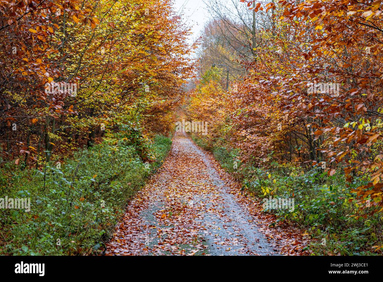 Sentier d'automne sentier forestier avec coloration de feuillage Banque D'Images