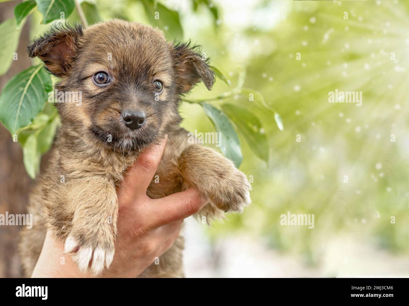 Pooch chiot dans une main femelle sur un fond de feuilles vertes Banque D'Images