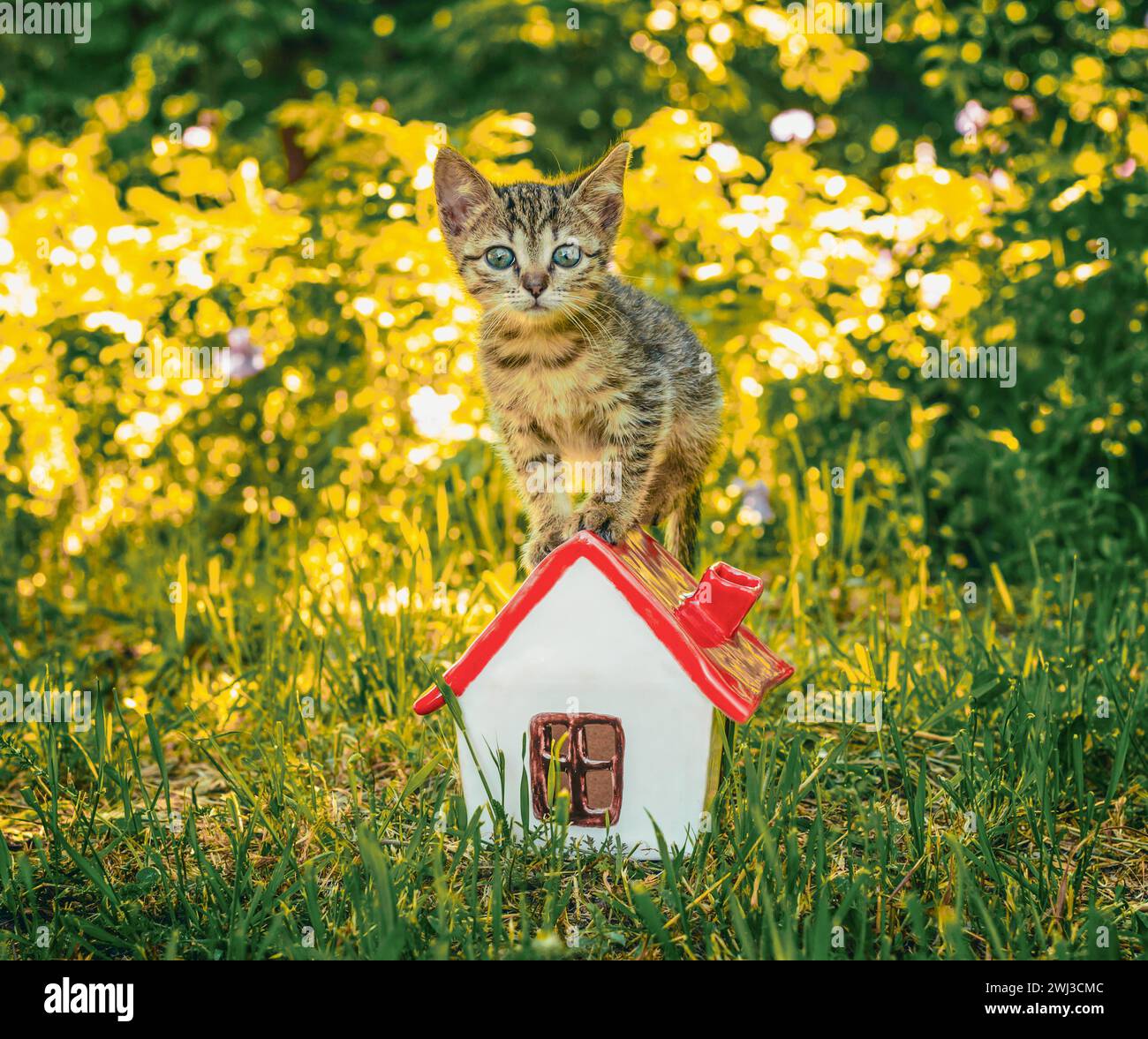 Tabby chaton dans l'herbe verte debout sur la maison de jouet Banque D'Images