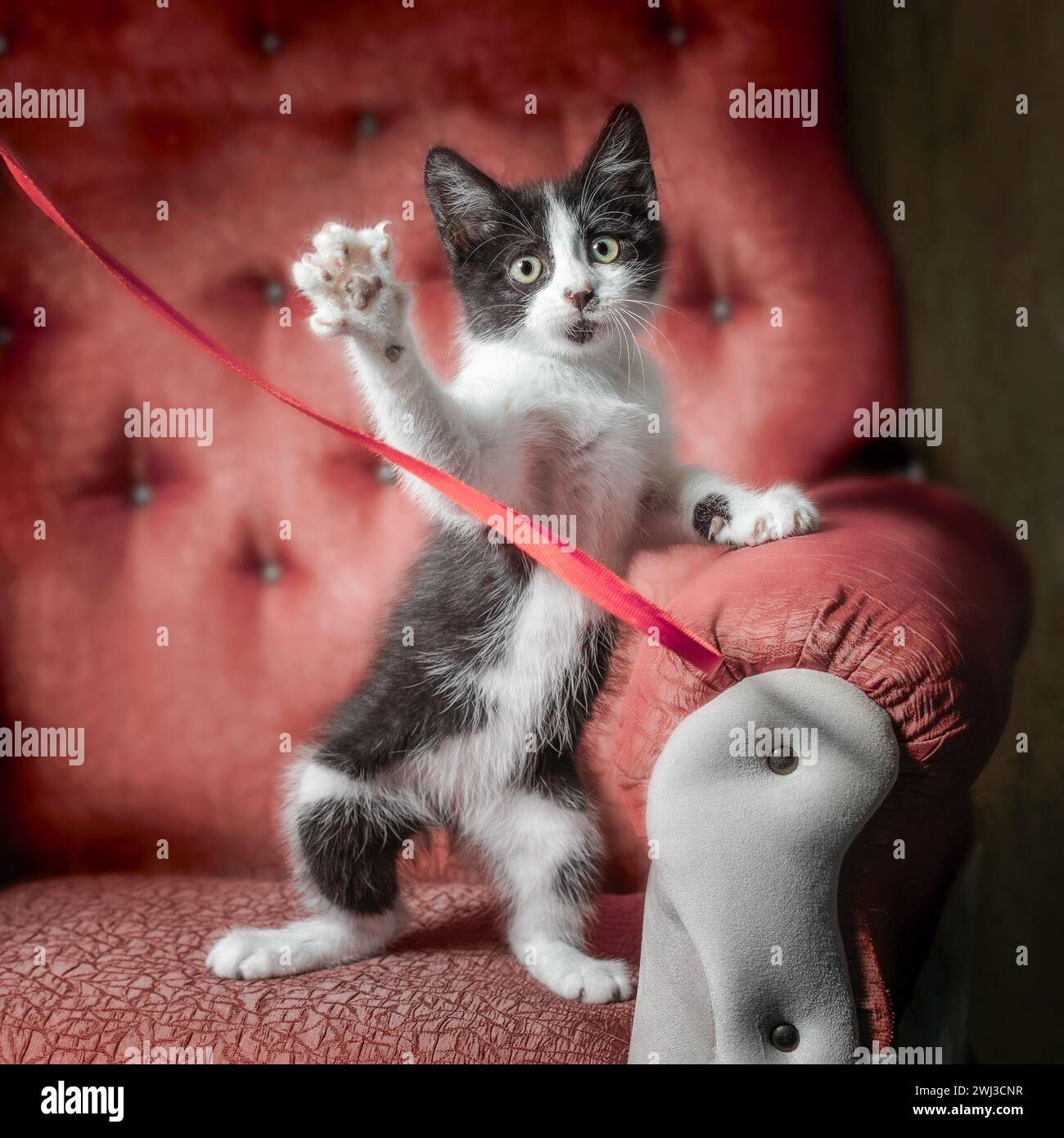 Chaton noir et blanc sur un canapé rouge joue avec un ruban Banque D'Images