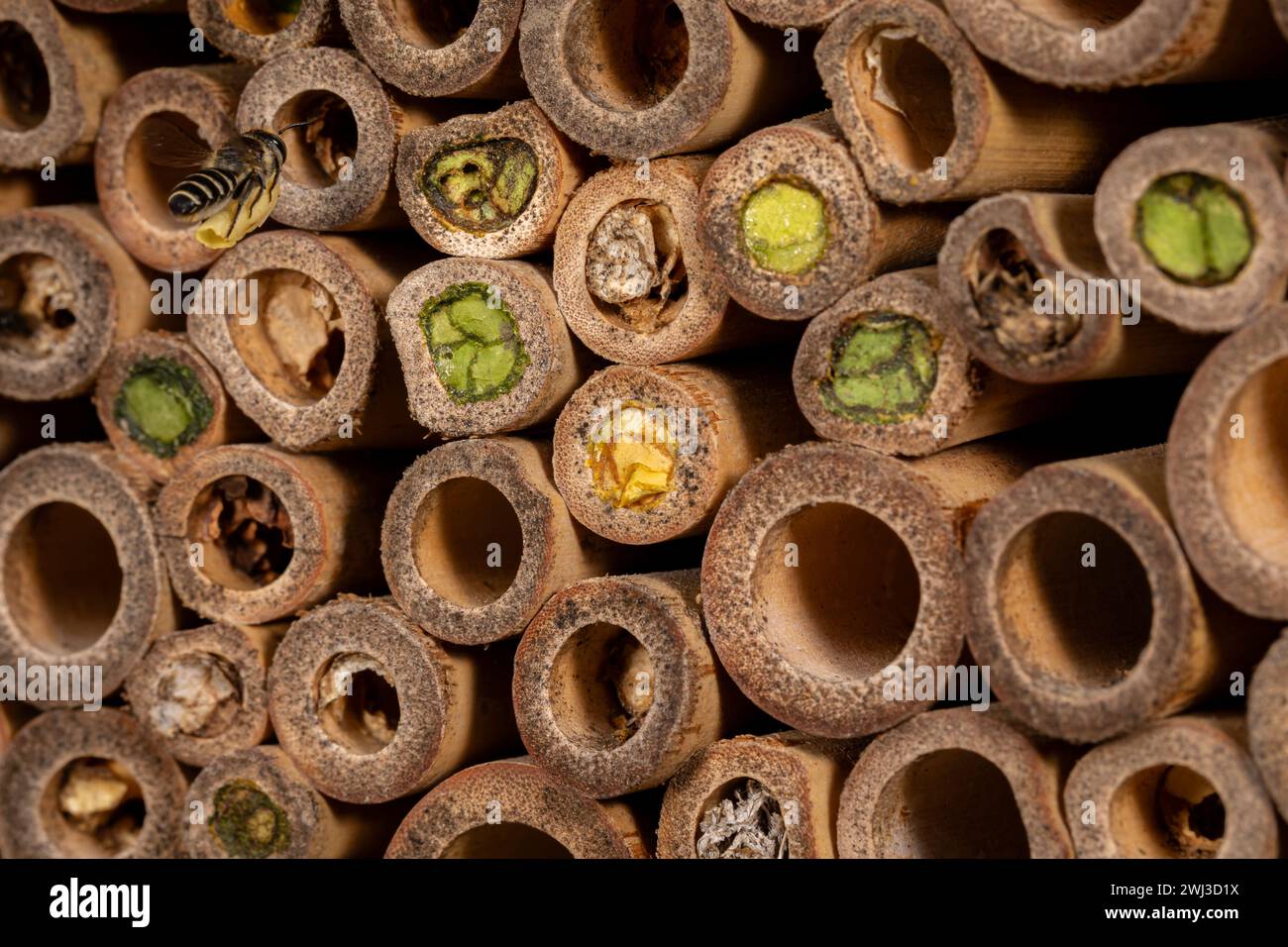 WESTERN Leafcutter Bee volant sur Bee House. La conservation des insectes et de la nature, la préservation de l'habitat et le concept de jardin de fleurs dans la cour arrière Banque D'Images