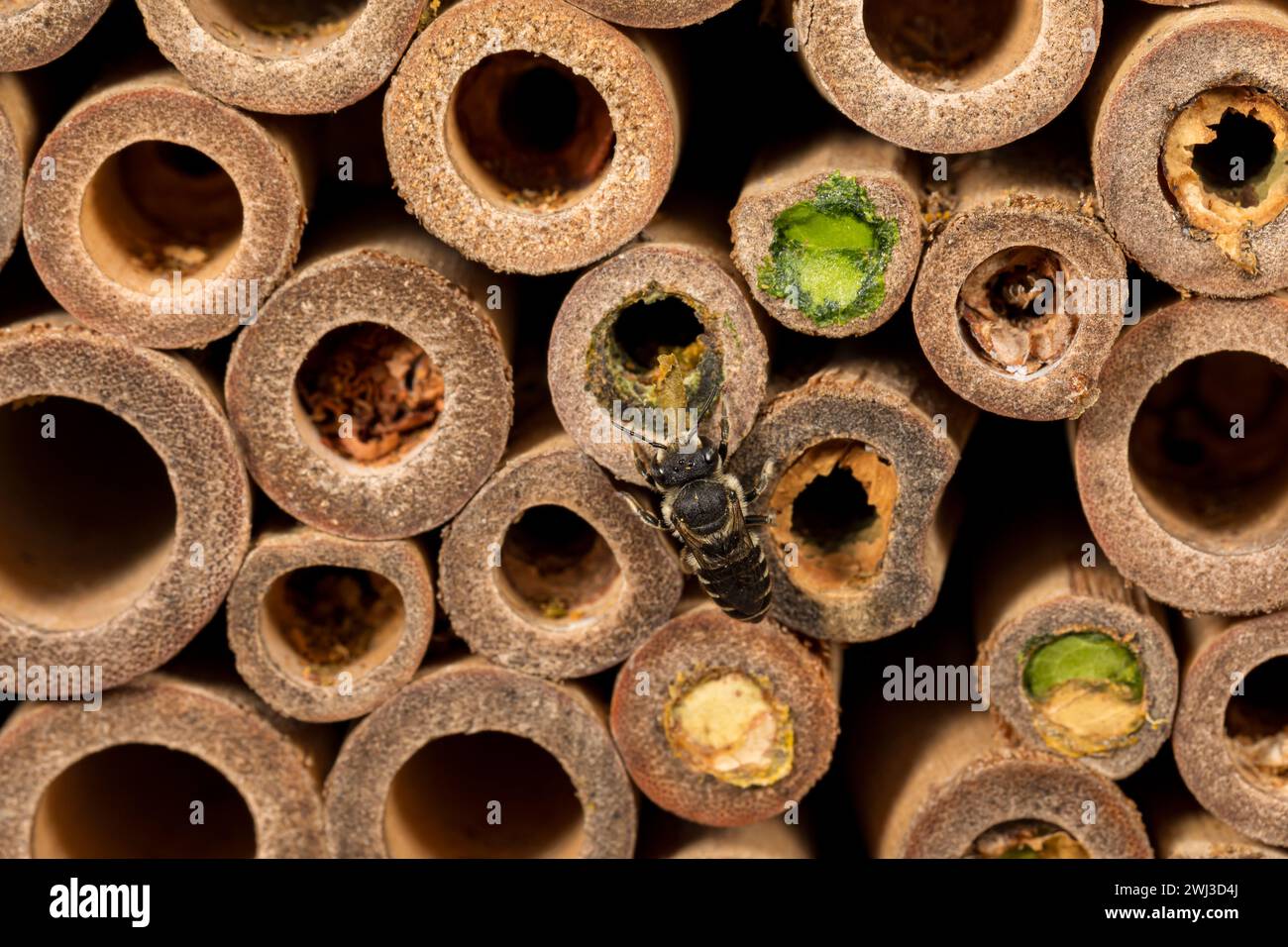 WESTERN Leafcutter Bee volant sur Bee House. La conservation des insectes et de la nature, la préservation de l'habitat et le concept de jardin de fleurs dans la cour arrière Banque D'Images