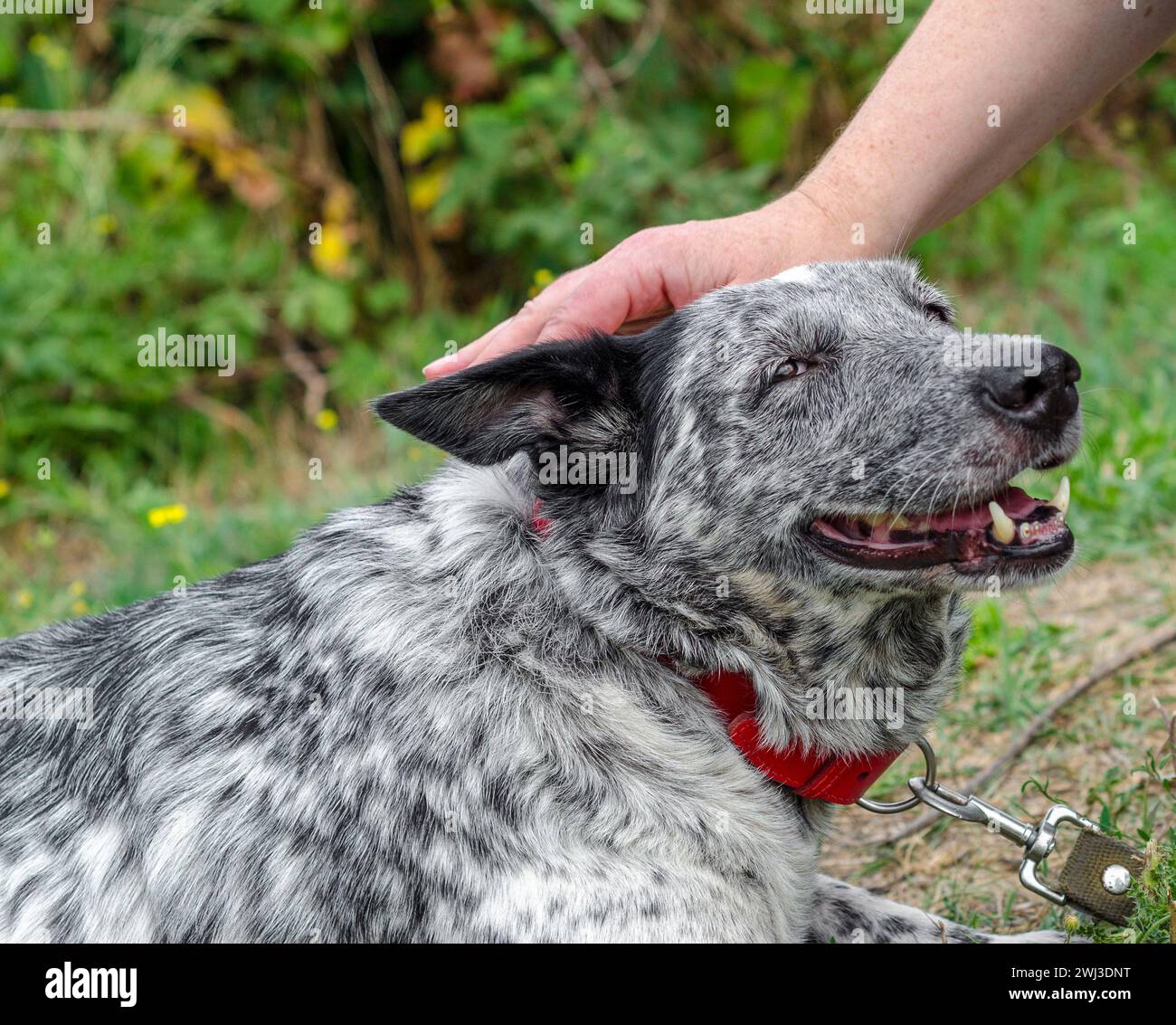 Chien tacheté de Mongrel caressant sur une pelouse verte Banque D'Images Chien tacheté de Mongrel caressant sur une pelouse verte Banque D'Images