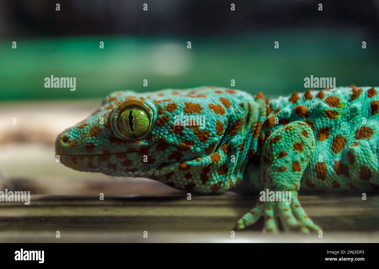Gecko lézard accroché à un mur de bambou Banque D'Images