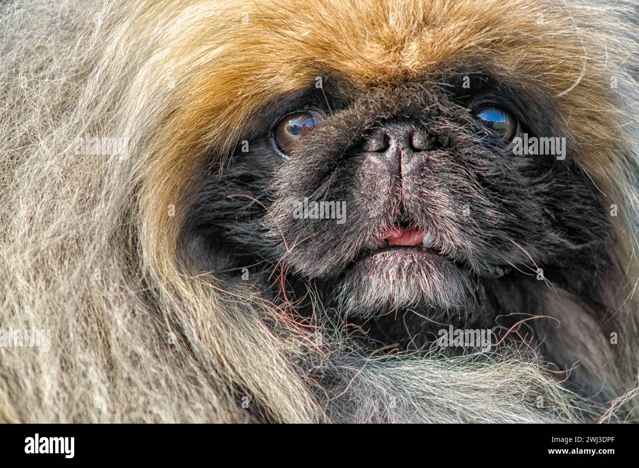 Portrait de chien pekingese en gros plan Banque D'Images