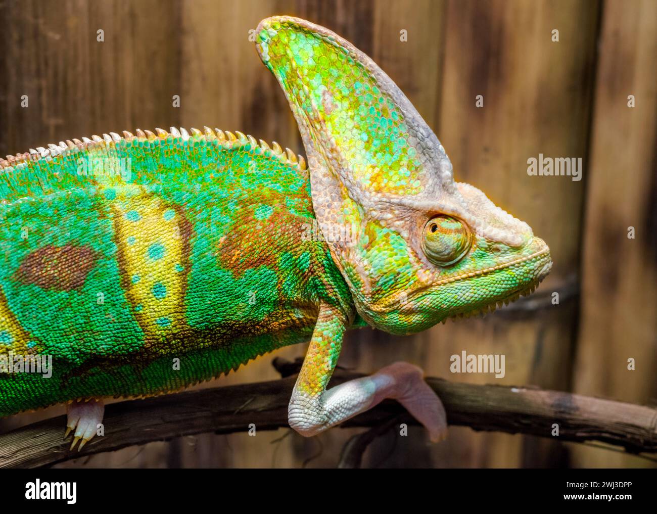 Caméléon vert sur une branche Banque D'Images Caméléon vert sur une branche Banque D'Images