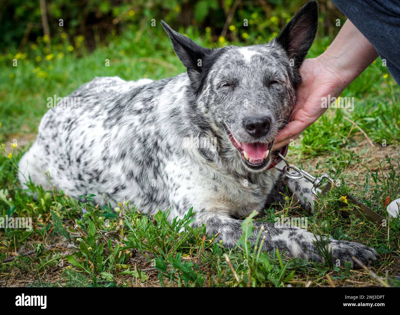 Chien tacheté de Mongrel caressant sur une pelouse verte Banque D'Images Chien tacheté de Mongrel caressant sur une pelouse verte Banque D'Images