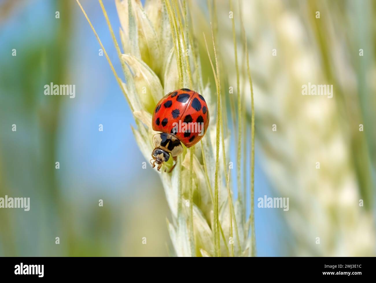 Coccinelle asiatique (Harmonia axyridis) macro sur une oreille de grain vert clair Banque D'Images