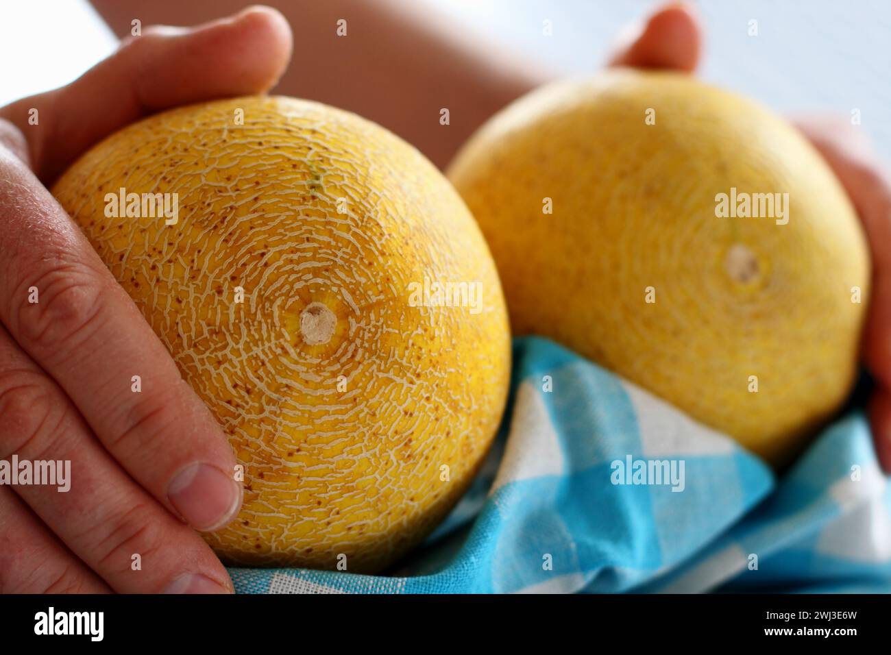 Mains d'hommes tenant deux melon Galia sur serviette de cuisine blanc-bleu Banque D'Images