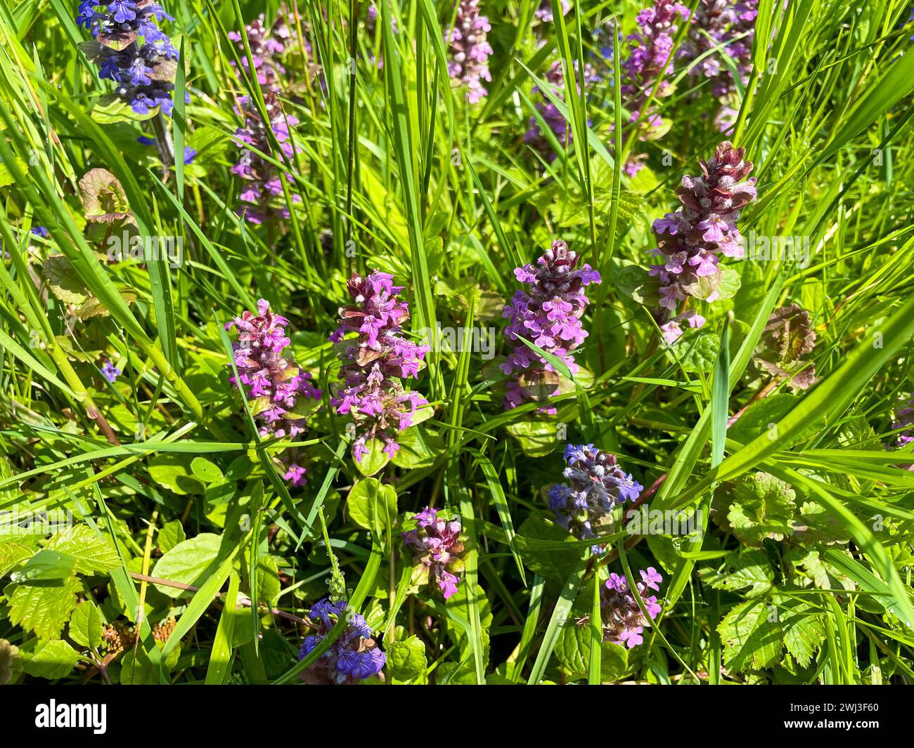 Kriechender Günsel mit blauen und violett farbenen Blüten auf einer Wiese Banque D'Images