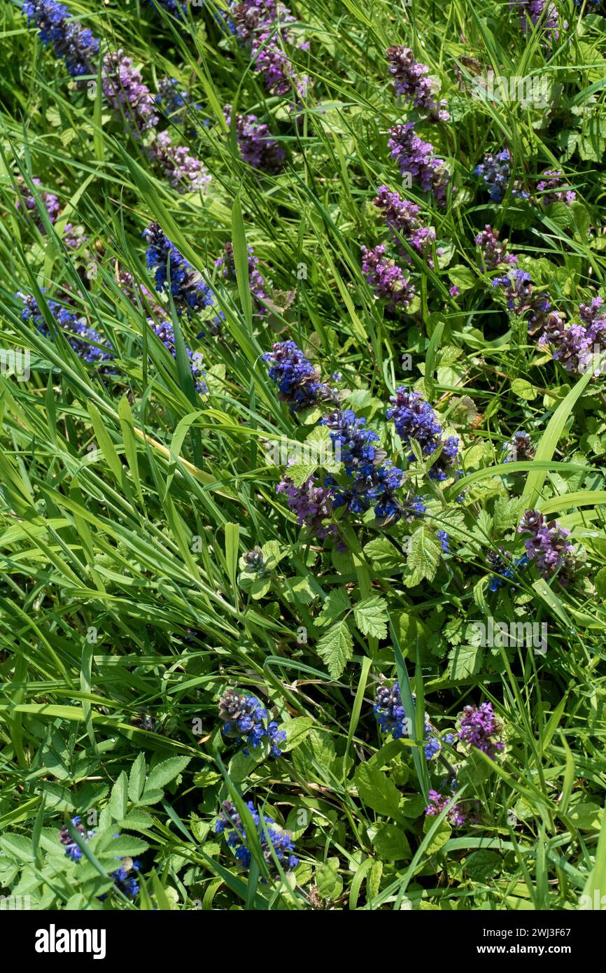Kriechender Günsel mit blauen und violett farbenen Blüten auf einer Wiese Banque D'Images