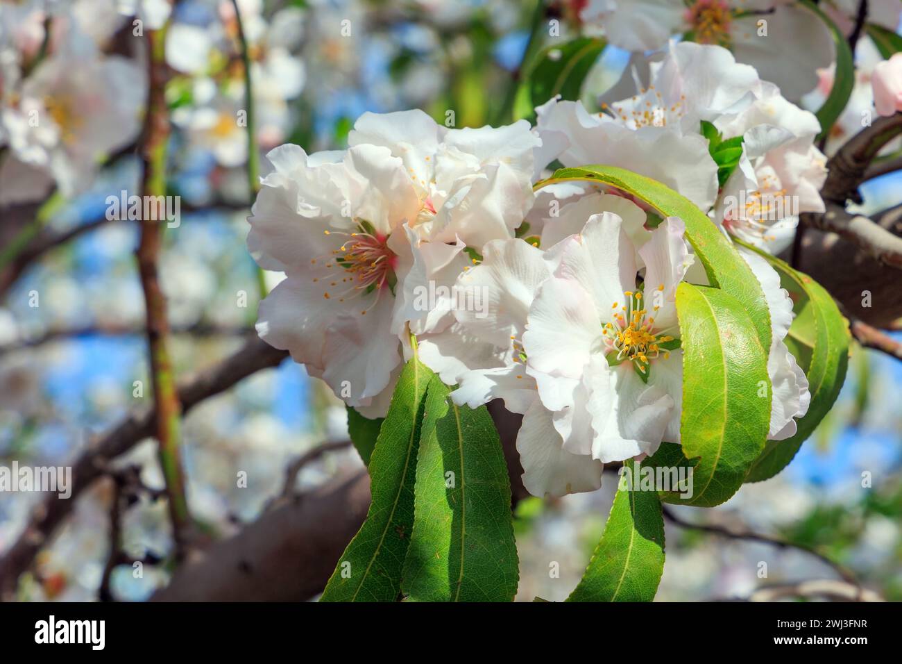 Branche d'arbres à fleurs Banque D'Images