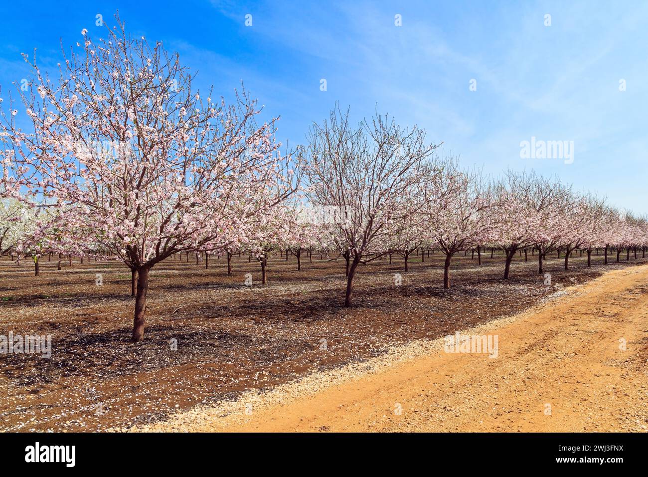Amandiers roses à fleurs Banque D'Images