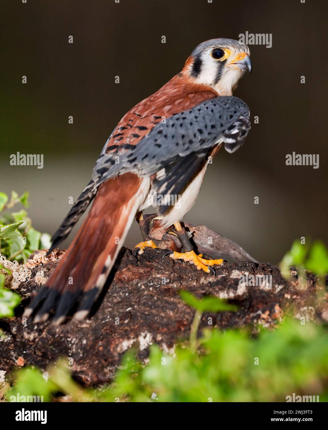 American Kestrel est assis en silence à la recherche de sa proie Banque D'Images