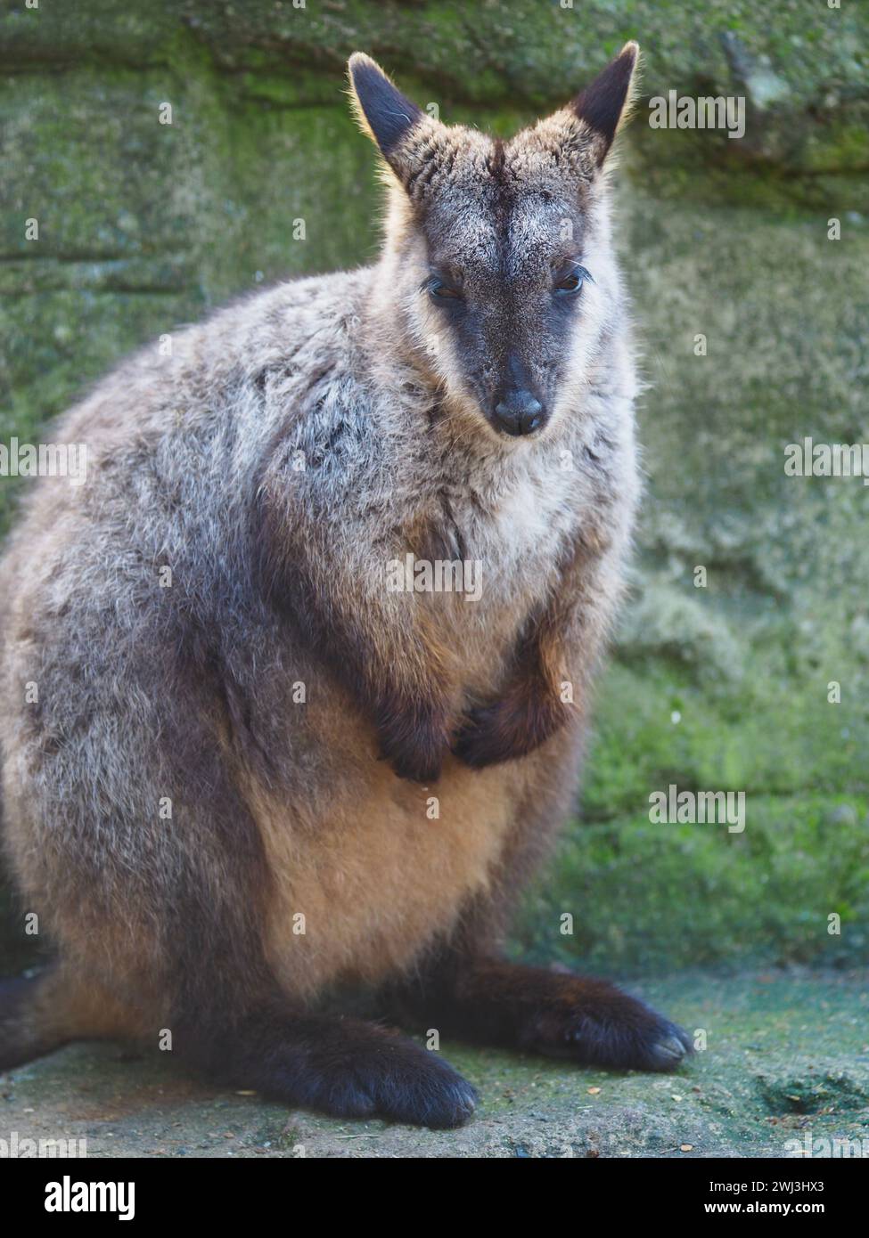 Charmant Rock-Wallaby à queue de pinceau d'une beauté exceptionnelle. Banque D'Images