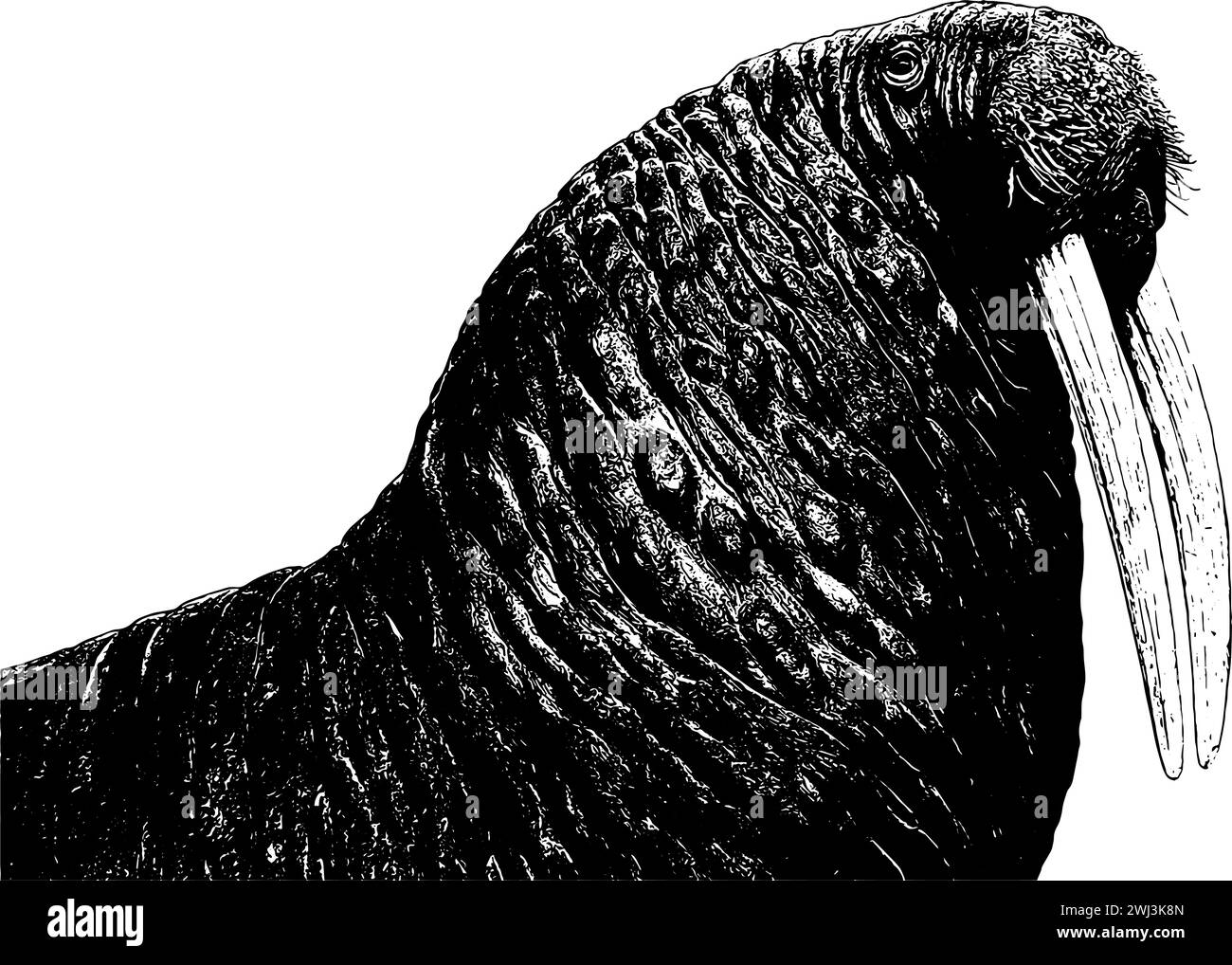 Croquis de morse en noir, tête et cou, isolé Illustration de Vecteur