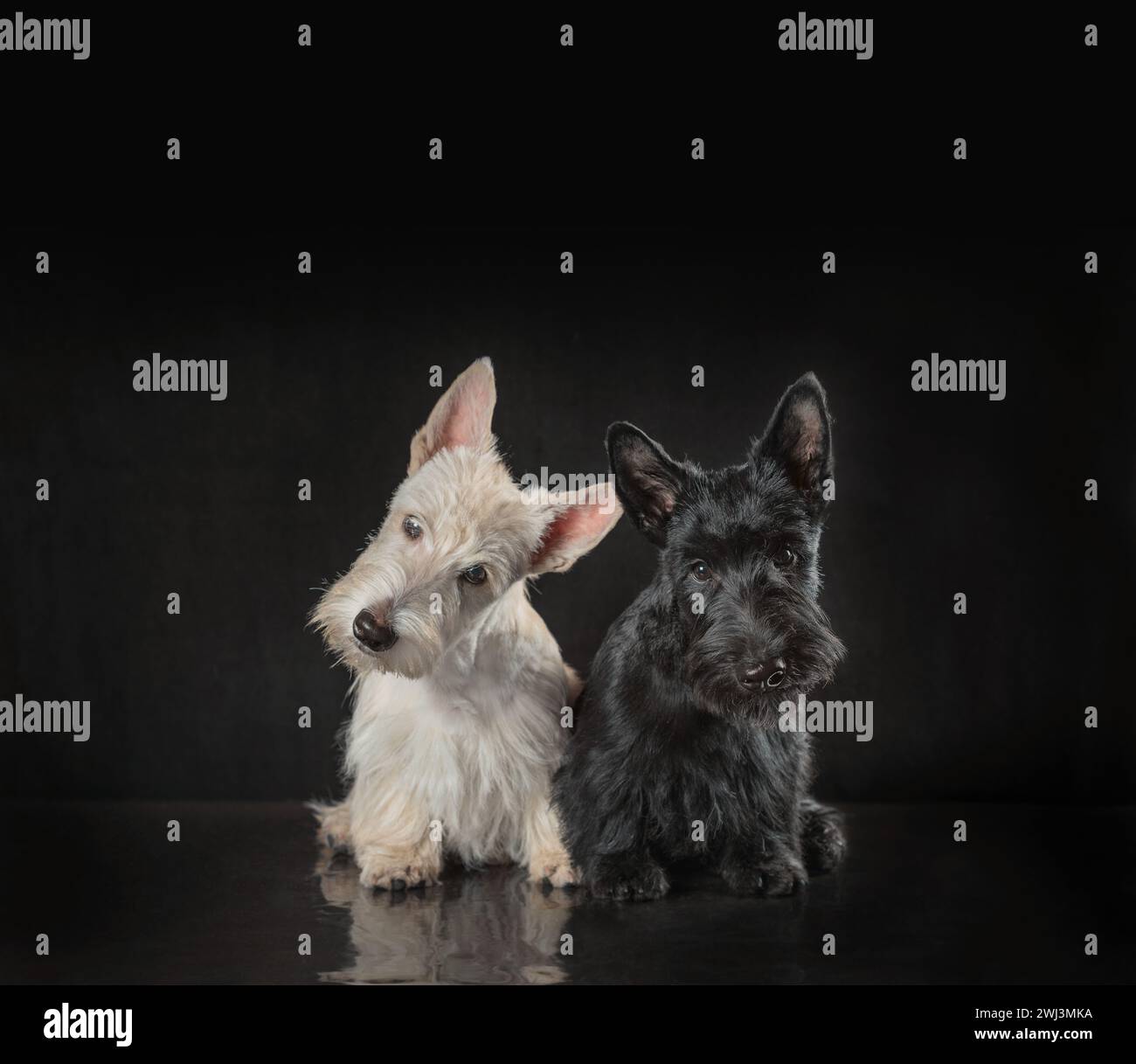 Paire de chiots terrier écossais noir et blanc sur fond sombre Banque D'Images