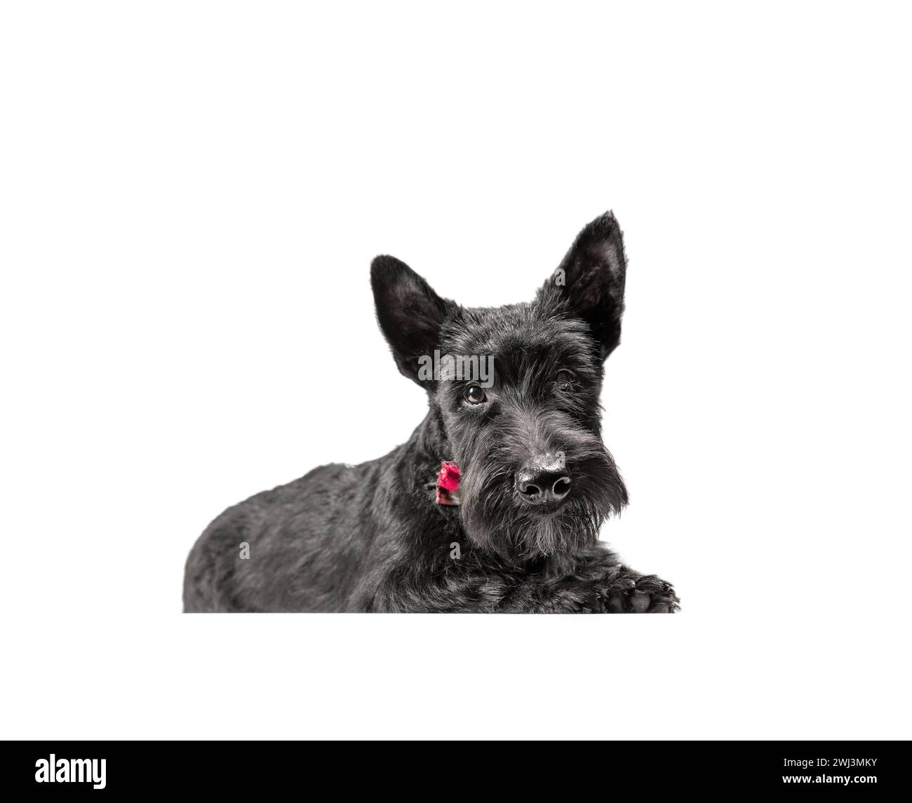 Chiot terrier écossais noir sur fond blanc Banque D'Images