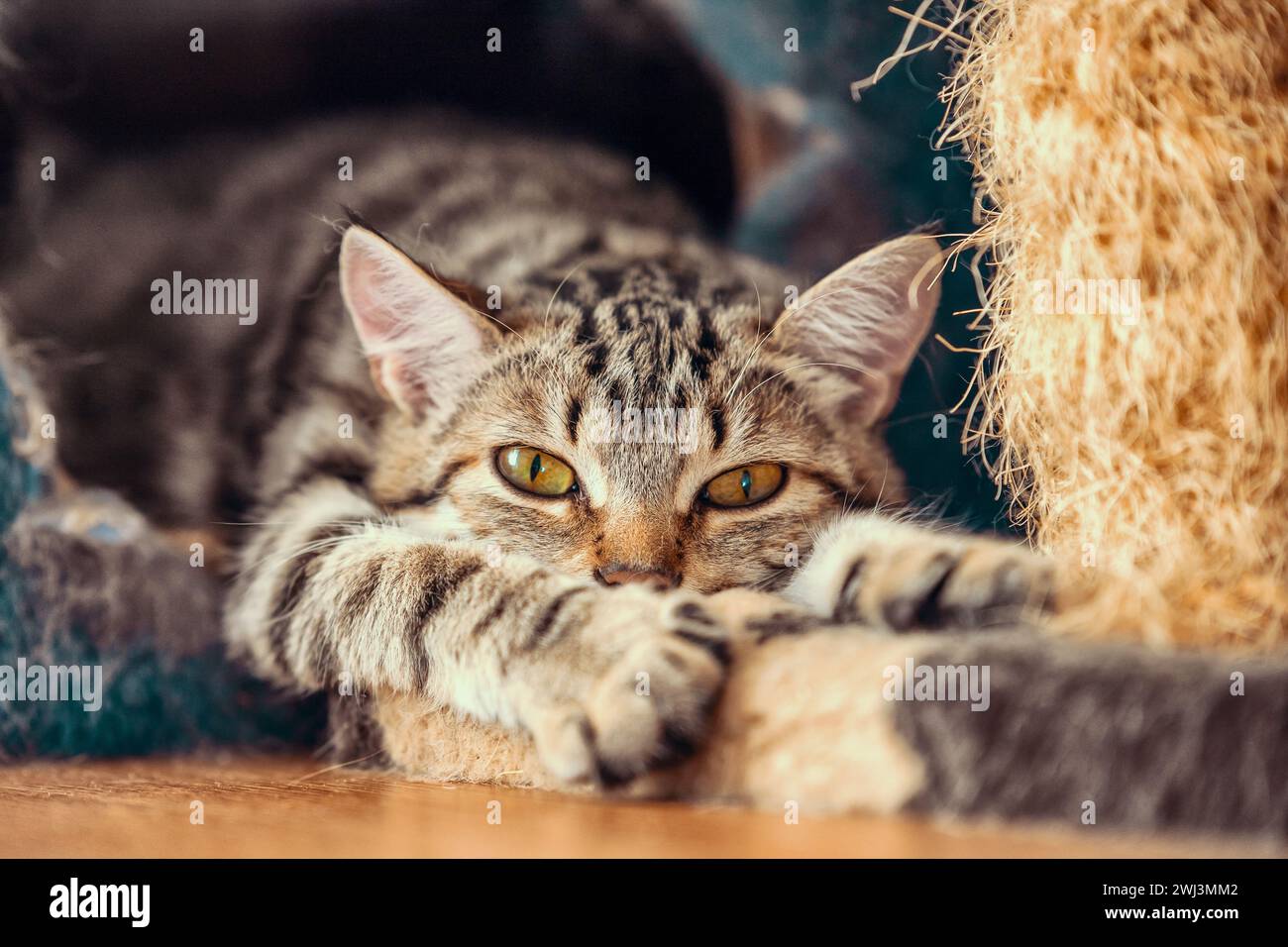 Tabby chaton joue avec le chiffon pour les chats Banque D'Images