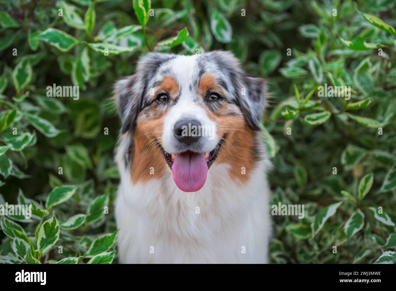 Portrait d'un chien berger australien souriant dans les branches d'une écorce de bouleau Banque D'Images