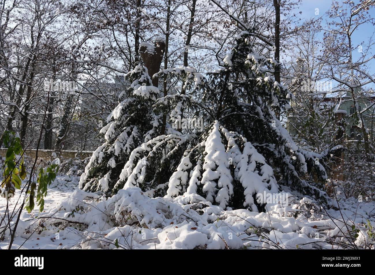 Taxus baccata, if, neige Banque D'Images