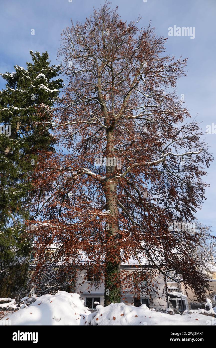 Fagus sylvatica, hêtre, neige Banque D'Images
