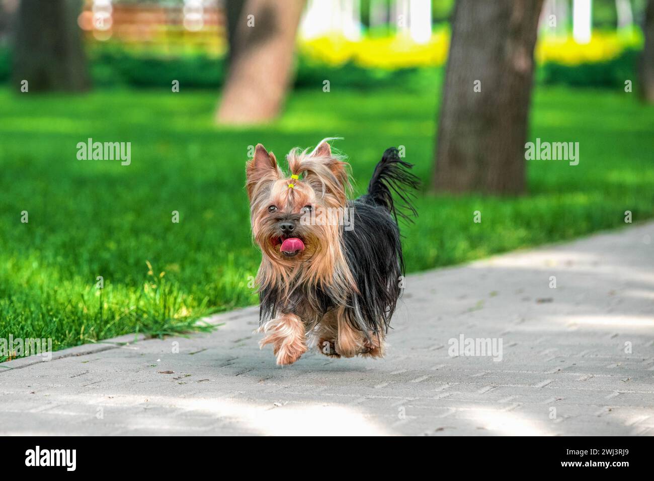 Chien Yorkshire terrier courant à travers un trottoir près de pelouse verte tondue par une journée ensoleillée claire Banque D'Images