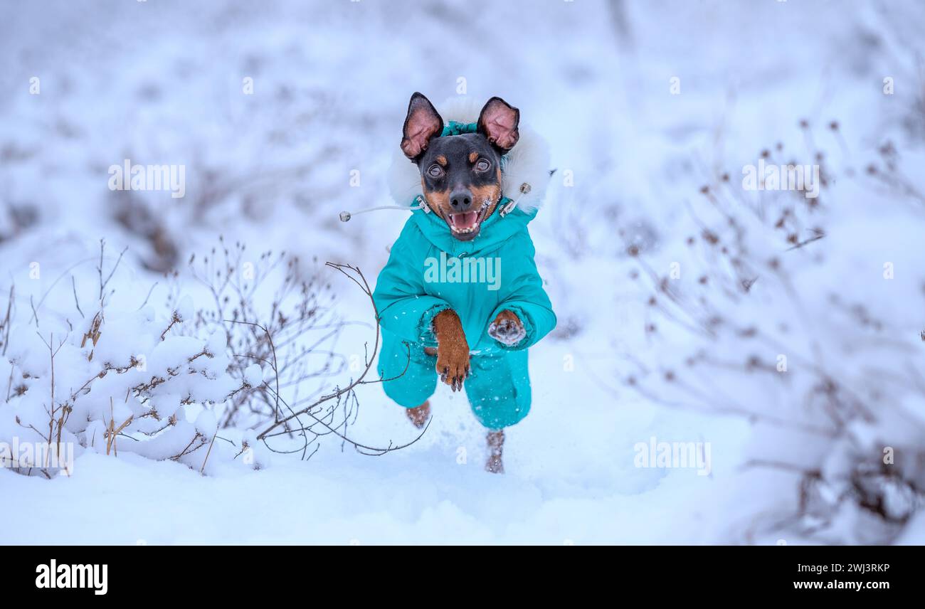 Chien adulte race Pinscher miniature pour une promenade en courant dans la neige Banque D'Images