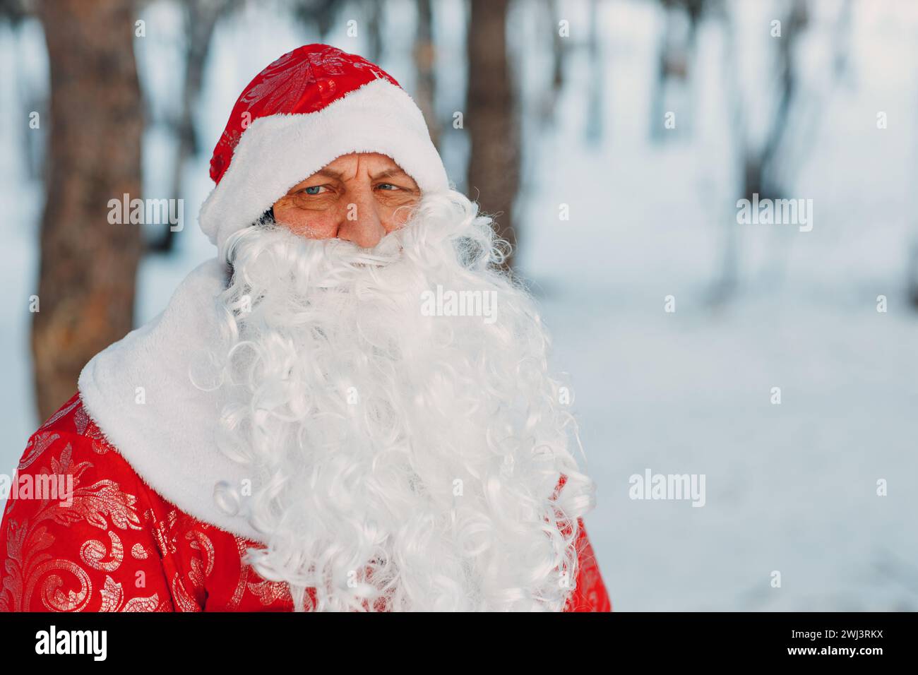 Le Père Noël avec une longue barbe blanche marchant dans la forêt d'hiver Banque D'Images