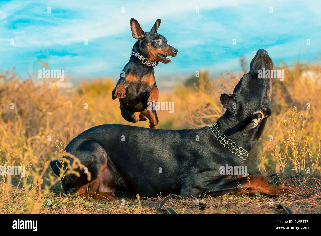 Miniature schnauzer saute au-dessus d'un Doberman lors d'une promenade dans le parc Banque D'Images