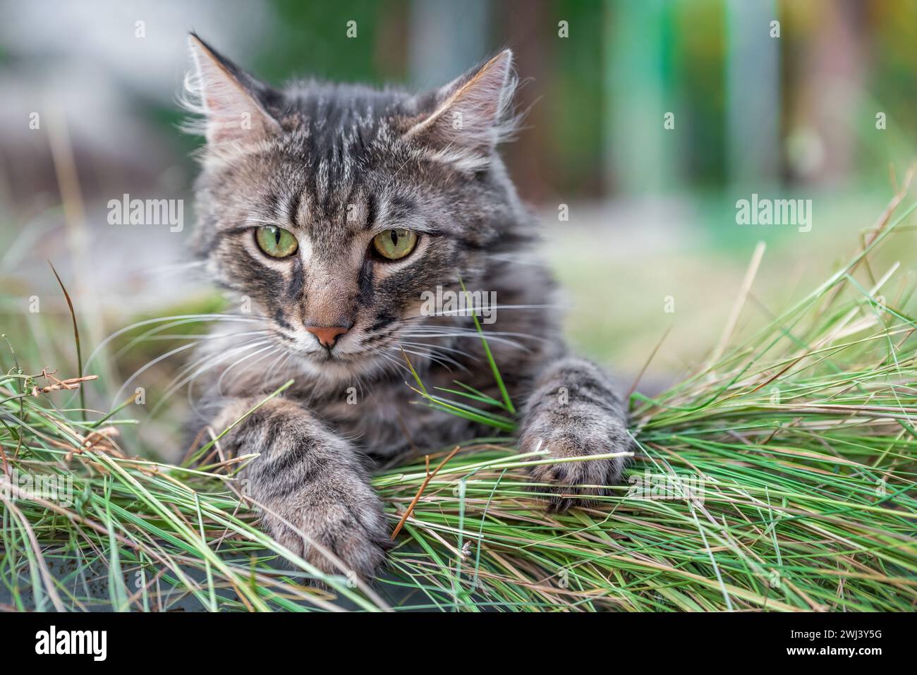 Grand chat adulte dans l'herbe fauchée Banque D'Images