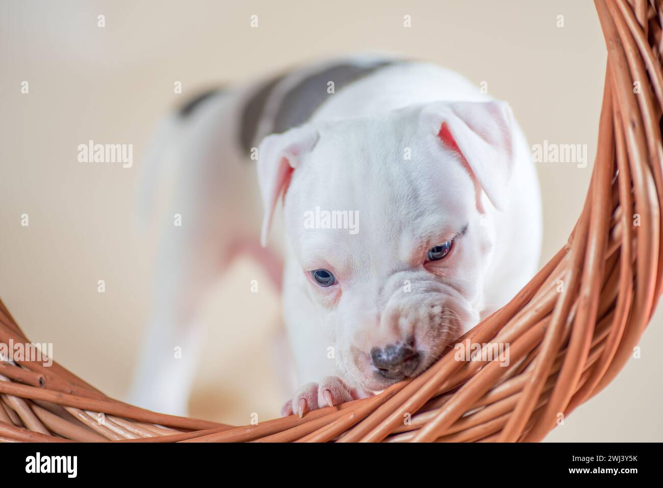 Blanc tacheté Staffordshire Terrier chiot grignote un anneau de vigne tressé sur un fond beige clair Banque D'Images