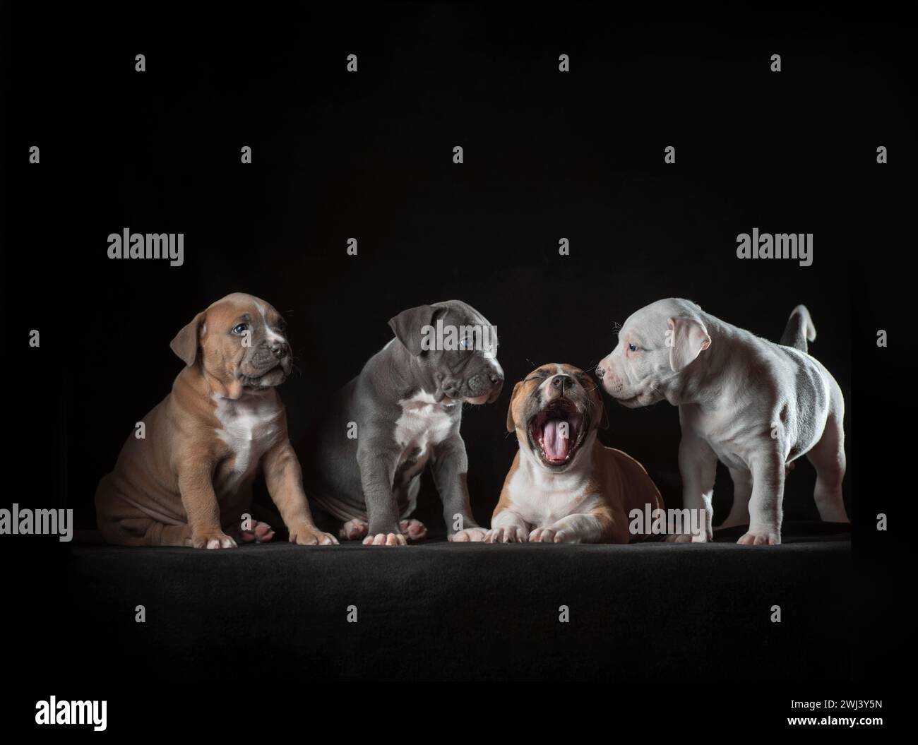 Quatre chiots Staffordshire terrier assis sur un fond noir Banque D'Images Quatre chiots Staffordshire terrier assis sur un fond noir Banque D'Images